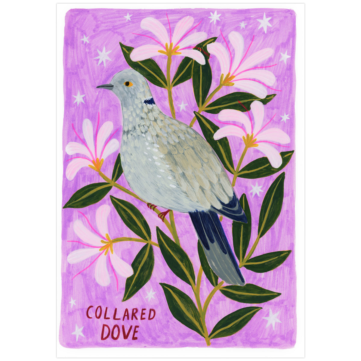 Collared Dove Bird Art Print