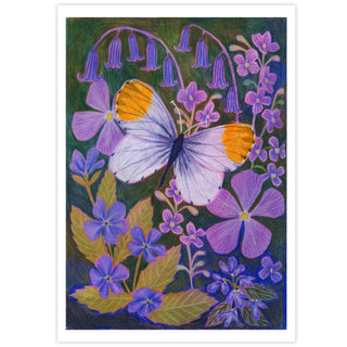 **NEW!**Orange Tip Butterfly Painting Art Print